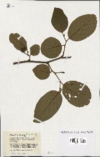 spécimen de Annona sp.