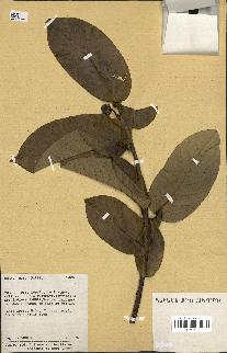 spécimen de Annona sp.