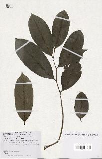 spécimen de Annona sp.
