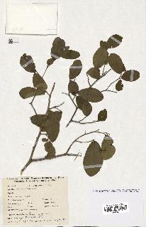 spécimen de Annona sp.