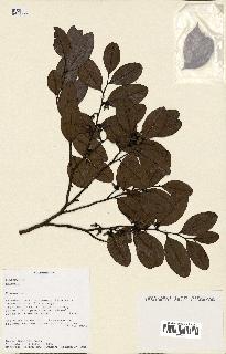 spécimen de Xylopia sp.