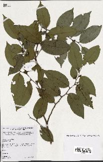 spécimen de Xylopia sp.
