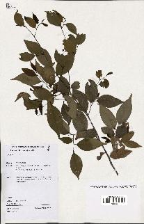 spécimen de Xylopia sp.