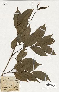 spécimen de Xylopia aethiopica