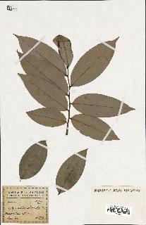 spécimen de Xylopia aethiopica