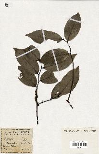 spécimen de Xylopia aethiopica