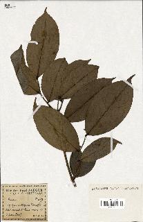 spécimen de Xylopia aethiopica