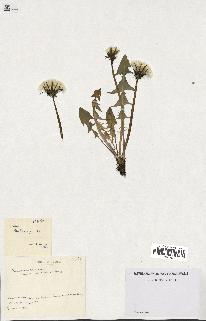 spécimen de Taraxacum debrayii