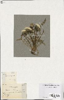 spécimen de Taraxacum tenniceps