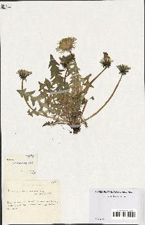 spécimen de Taraxacum tenniceps