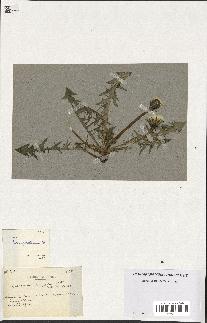 spécimen de Taraxacum tanyolobum