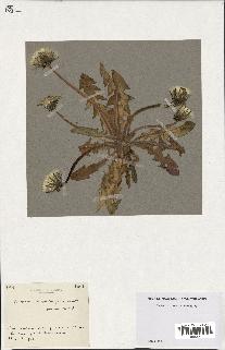 spécimen de Taraxacum duplidentifrons