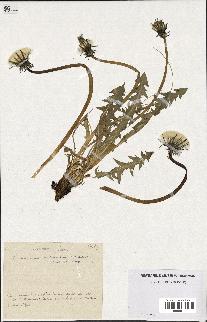 spécimen de Taraxacum mimulum