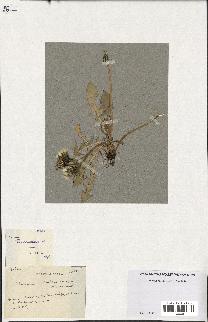 spécimen de Taraxacum tenniceps