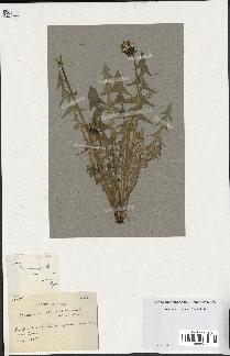 spécimen de Taraxacum tenniceps