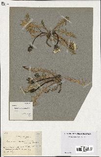 spécimen de Taraxacum proximum