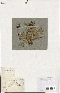 spécimen de Taraxacum polyodon