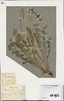 spécimen de Taraxacum paucidentatum