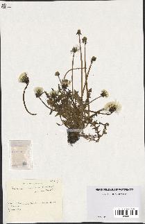 spécimen de Taraxacum scanicum