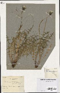 spécimen de Taraxacum lacistophyllum