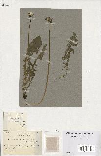 spécimen de Taraxacum polyschistum