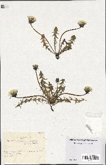 spécimen de Taraxacum polyschistum