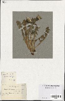 spécimen de Taraxacum pseudoleptodon