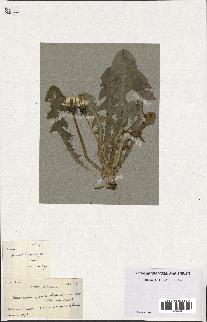 spécimen de Taraxacum pseudoleptodon