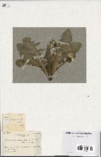 spécimen de Taraxacum pseudoleptodon