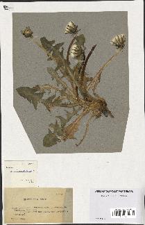 spécimen de Taraxacum ancistrolobum