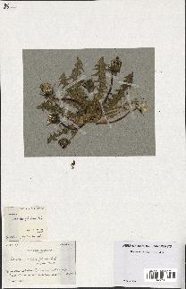 spécimen de Taraxacum crispifolium