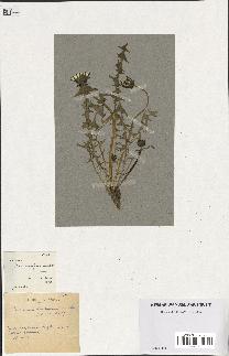 spécimen de Taraxacum brachyglossum