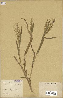 spécimen de Panicum miliaceum