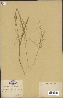 spécimen de Panicum miliaceum