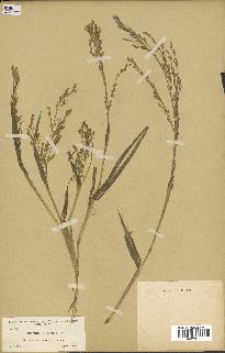 spécimen de Panicum miliaceum