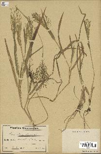 spécimen de Panicum miliaceum