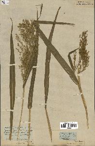 spécimen de Panicum miliaceum