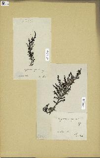 spécimen de Cystoseira myrica