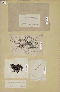 spécimen de Acanthophora sp.