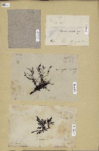 spécimen de Acanthophora sp.