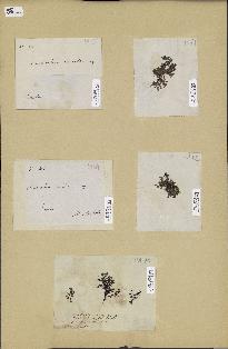 spécimen de Acanthophora sp.