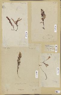 spécimen de Asparagopsis sp.