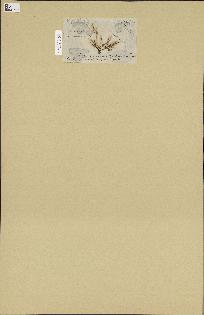 spécimen de Chondria kaliformis