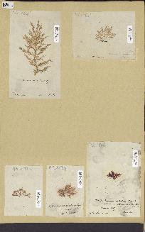 spécimen de Chrysymenia clavellosa
