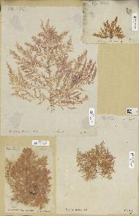 spécimen de Chrysymenia sp.