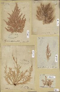 spécimen de Chrysymenia clavellosa