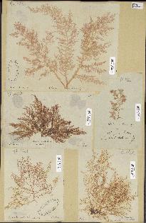 spécimen de Chrysymenia sp.