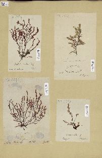 spécimen de Chrysymenia ovalis