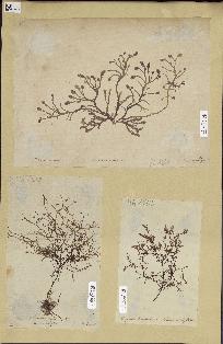 spécimen de Chrysymenia ovalis