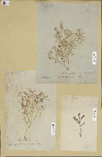 spécimen de Chrysymenia ovalis
